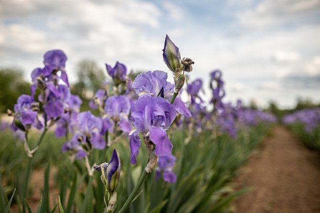 Botanický ústav Akademie věd má jednu z největších sbírek kosatců na světě.