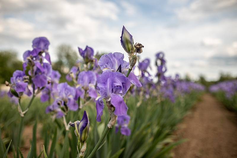 Botanický ústav Akademie věd má jednu z největších sbírek kosatců na světě.