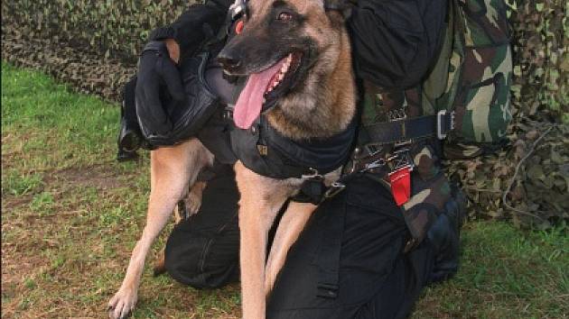 Sedmileté zvíře patřilo podle tamních médií ke krátkosrstému druhu belgických ovčáků plemene malinois. Při ranním zásahu v jednom bytě v Saint-Denis vypukla přestřelka, při níž byla zasažena i Diesel.