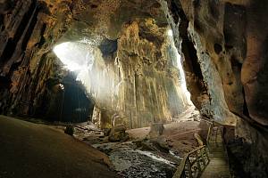 Uvnitř jeskyně Gomantong je tma a vlhko, jediné rostliny, které v okolí rostou, jsou plísně a kapradiny.