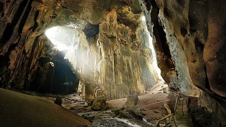 Uvnitř jeskyně Gomantong je tma a vlhko, jediné rostliny, které v okolí rostou, jsou plísně a kapradiny.