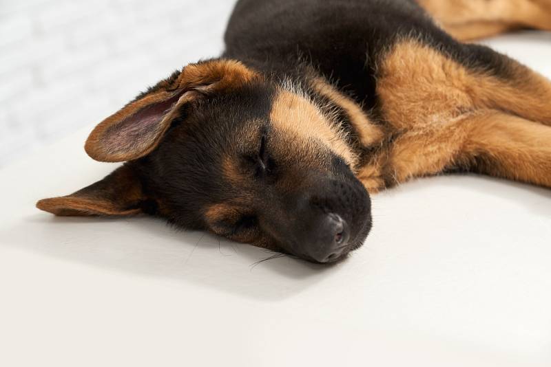 Neexistuje důvod nevěřit, že psi ve spánku znovu prožívají předchozí zážitek, tvrdí odborník 