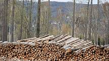 Těžba dřeva kvůli kůrovci.