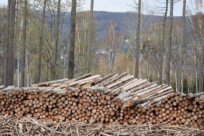 Těžba dřeva kvůli kůrovci pod Sedlem na Litoměřicku