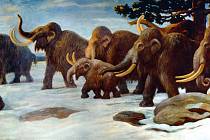 Umělecké zobrazení skupiny mamutů srstnatých ve volné přírodě. Díky současnému projektu vědců z Harvardu by se identicky vyhlížející hybrid mamuta a slona měl do přírody vrátit.