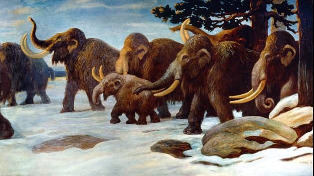 Umělecké zobrazení skupiny mamutů srstnatých ve volné přírodě. Díky současnému projektu vědců z Harvardu by se identicky vyhlížející hybrid mamuta a slona měl do přírody vrátit.