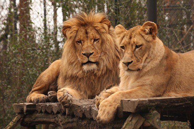 Lví dvojčata Anoona a Akashinga odjela z Brna do polských zoo.