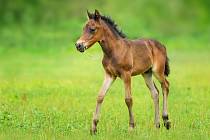 Uvádí se, že na světě existuje přibližně 300 plemen koní. Všechna přitom udivují svou elegancí a krásou.