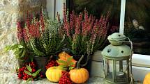 Když se řekne „kvetoucí podzimní truhlíky“, většině z nás se vybaví vřes