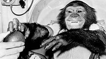 Šimpanz Ham po úspěšném dokončení zkušebního letu Mercury-Redstone 2. Po vyzdvižení návratové kosmické kabiny v Atlantiku si s nadšením pochutnal na jablku