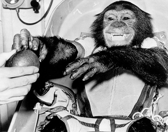 Šimpanz Ham po úspěšném dokončení zkušebního letu Mercury-Redstone 2. Po vyzdvižení návratové kosmické kabiny v Atlantiku si s nadšením pochutnal na jablku