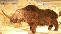Model nosorožce srstnatého v Maďarském muzeu přírodních dějin