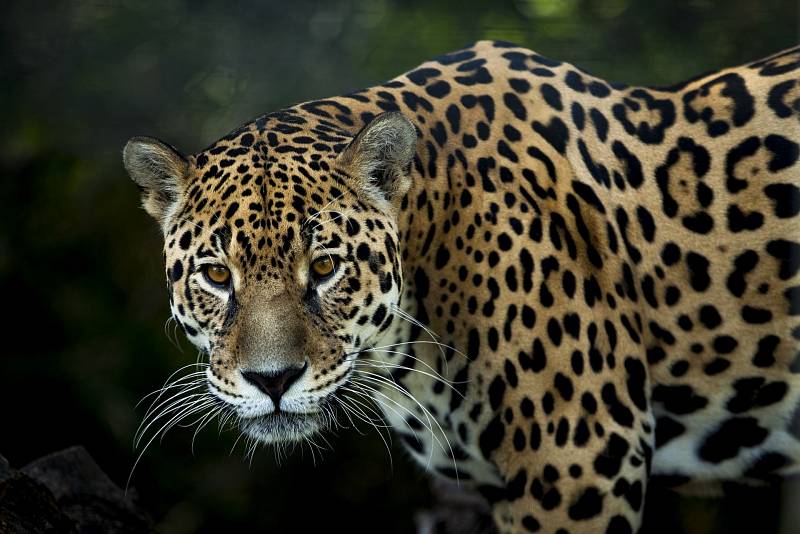 Jaguáři jsou spíše samotářští predátoři, kteří se živí velkými savci.