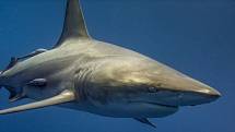 Žraloky loví pro čínský trh kvůli ploutvím, které jim useknou a těla umírajícího žraloka hodí zpět do moře.