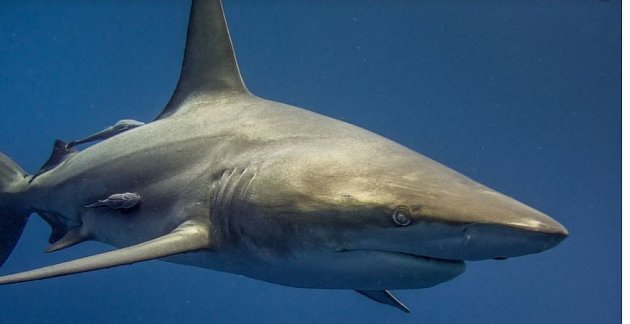 Žraloky loví pro čínský trh kvůli ploutvím, které jim useknou a těla umírajícího žraloka hodí zpět do moře.