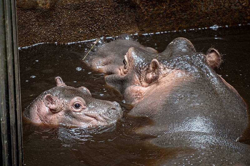 Hroch, ZOO Ostrava