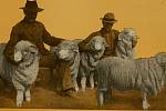 Ovce byly stahovány z kůže, aby jejich roucha zahřála těla nemocných