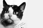Jedinou kočkou, která byla ve vesmíru a živá a zdravá se vrátila na Zem, byla černobílá Félicette.