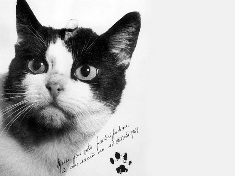 Jedinou kočkou, která byla ve vesmíru a živá a zdravá se vrátila na Zem, byla černobílá Félicette.