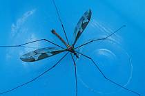 Tiplice obrovská je jeden z největších druhů dvoukřídlého hmyzu na světě.