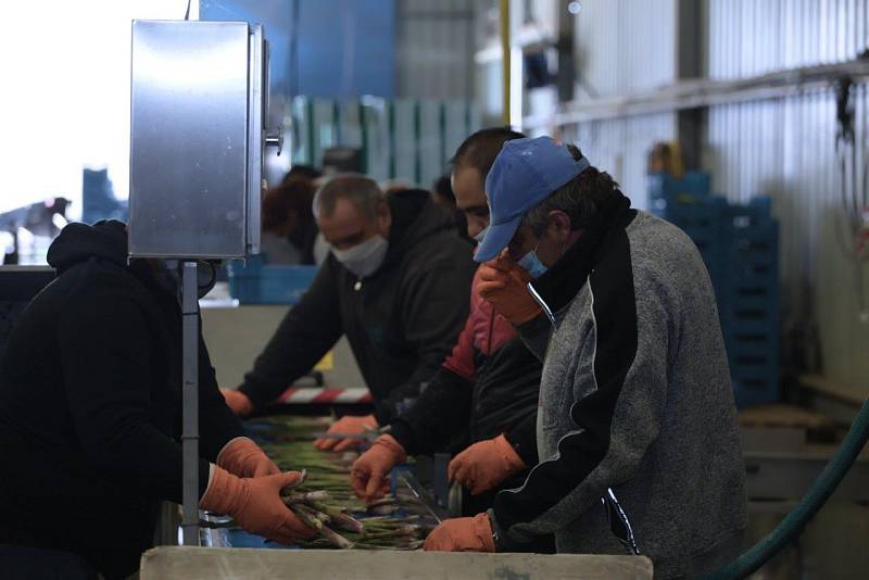 Většina produkce společnosti Český chřest z polí u Hostína zůstává v tuzemsku. Zájem o lahodný český unikát je i v zahraničí – míří do Holandska a Německa, ale klidně ho koupíte v Hongkongu či Dubaji. 