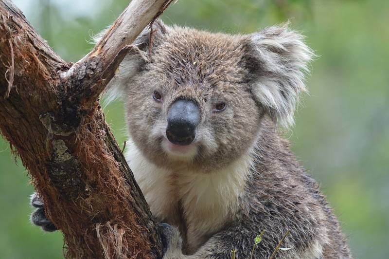 Medvídci koala jsou považování za jeden ze symbolů Austrálie. Ohrožují je však lesní požáry a sucho. Více než kdy předtím je také zabíjí pohlavní nemoc - chlamydie.