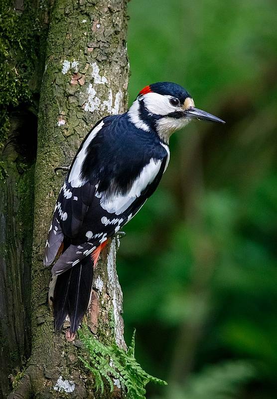 Strakapoud velký (Dendrocopos major)