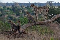 Gepardí rodina ve volné přírodě. Ilustrační snímek
