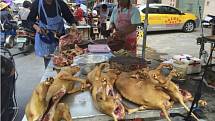 Festival psího masa v Číně