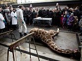 Kodaňská zoo utratila zdravé žirafí mládě.