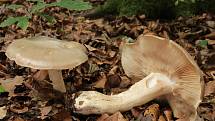 Závojenka olovová je silně jedovatá houba. Otrava po jejím požití může vzácně vést až k úmrtí.