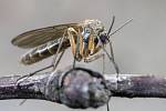 Po světě poletuje přes tři tisíce druhů komárů sajících krev teplokrevných živočichů.