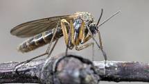 Po světě poletuje přes tři tisíce druhů komárů sajících krev teplokrevných živočichů.