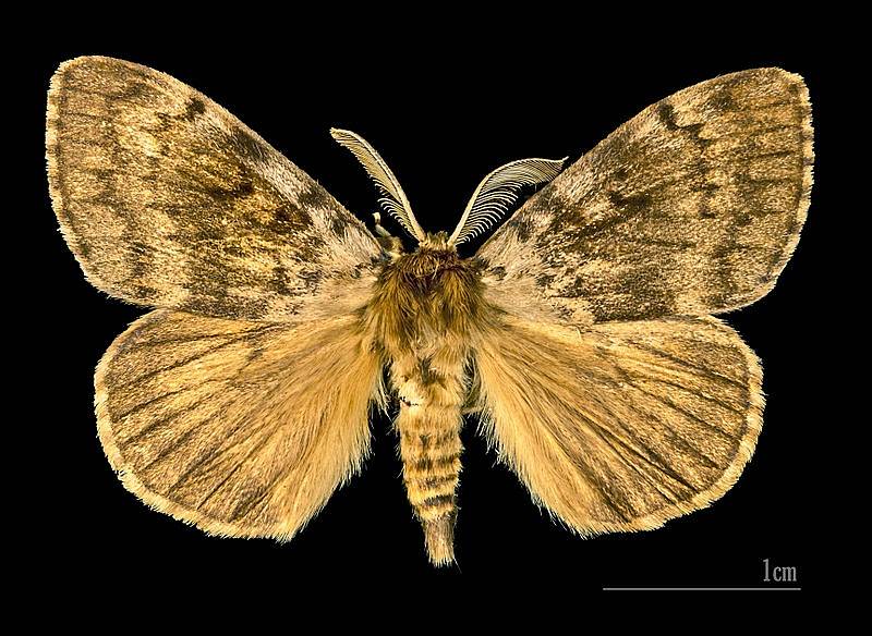 Motýl bekyně velkohlavá. Jeho anglické pojmenování v sobě nese slovo "gypsy" - "cikán". Americká entomologická společnost proto tento název vyškrtla, a hledá nový.