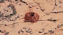 Rover Curiosity posílá na svou domovskou planetu lidstvu snímky povrchu Marsu.