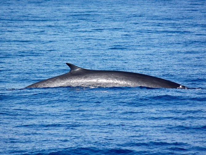 Velryba, ilustrační foto