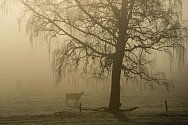 Mlhavé a mrazivé ráno na Šumavě