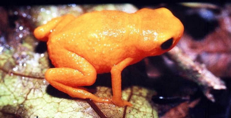 Nově popsaný druh žáby patří do čeledi ropušenkovitých. Nejznámější z nich je ropušenka drobná (na fotce).