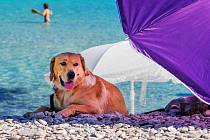 Chorvatsko nabízí možnosti letního pobytu i se čtyřnohými miláčky. Stále modernější psí pláže lákají na služby jako pro člověka. Třeba na riviéře Crikvenica v regionu Kvarner