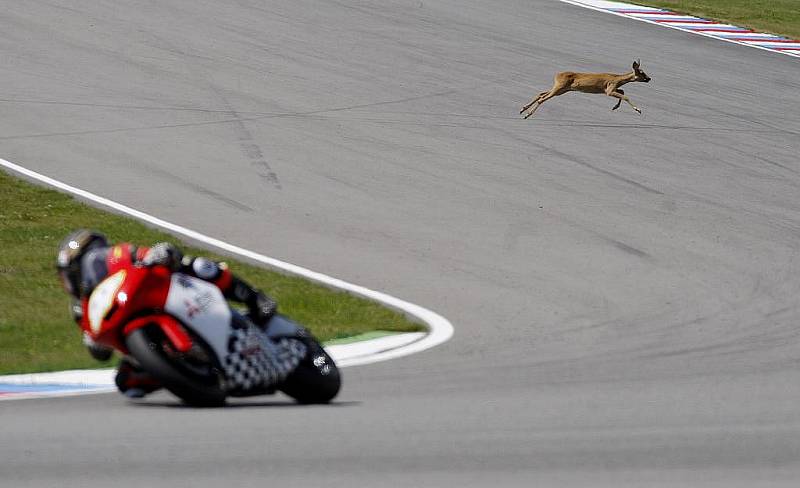 Fotografie nazvaná Srnka přebíhá trať závodu Grand Prix Brno, za kterou fotoreportér Deníku Martin Divíšek získal čestné uznání v soutěži  Czech Press Photo 2011.