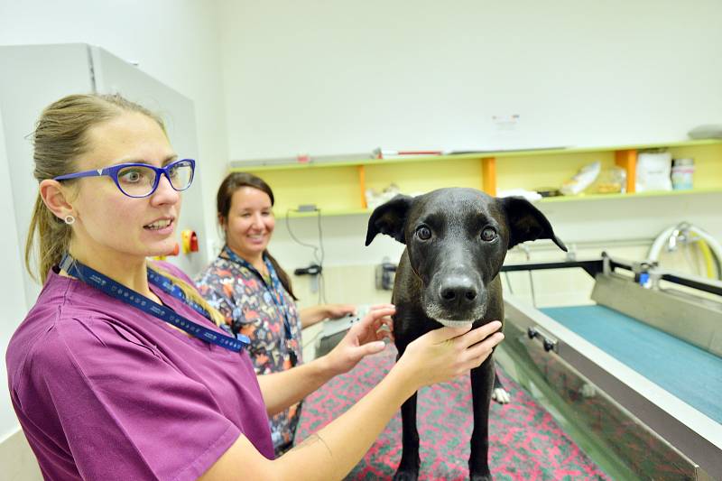 Veterinární rehabilitační klinika Jaggy v Praze.