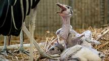 ... i dvě mláďata marabu. V roce 2020 se v pražské zoo narodilo nebo vylíhlo 1369 mláďat 216 druhů savců, ptáků a plazů. V novém roce se například narodila mláďata antilop či vzácný papoušek orlí.
