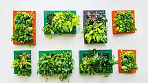 Rostliny nemusíte pěstovat jen v květináči. Na zdi obývacího pokoje, kuchyně nebo ložnice si můžete vytvořit malou vertikální zahradu v podobě obrazů z živých rostlin.