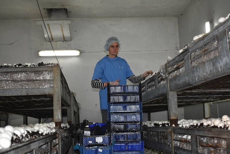 Pěstování žampionů a hlívy ústřičné ve firmě Agaricus v Kaznějově.