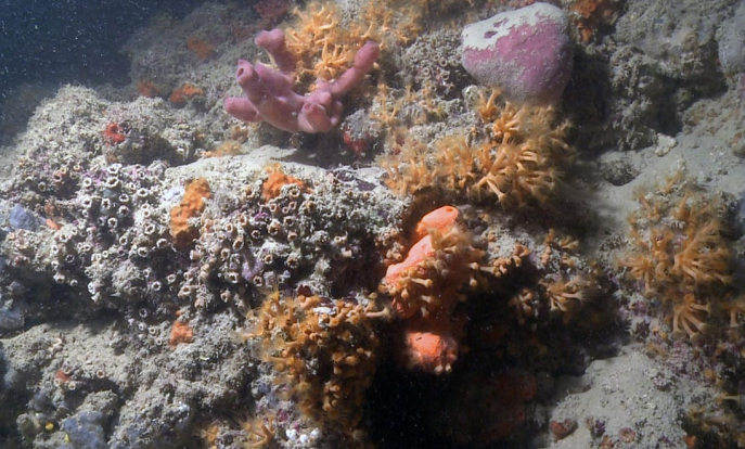 Vědci objevili první italský korálový útes
