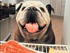 Obezita psů: experti varují před nebezpečím u štěňat, pamlsek je jako hamburger