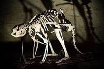 Prehistorický klokan Simosthenurus occidentalis
