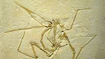 Fosilie druhu Pterodactylus antiquus