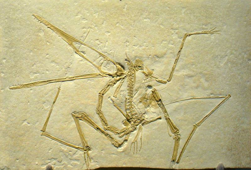 Fosilie druhu Pterodactylus antiquus