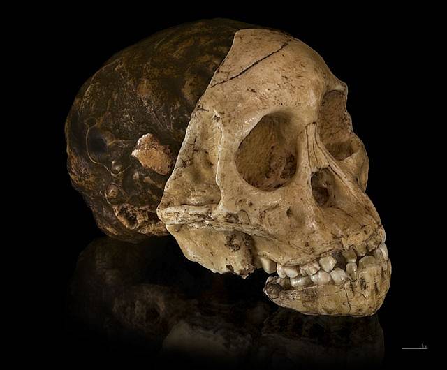 Odlitek lebky taungského dítěte, vyhynulého hominina rodu Australopithecus africanus, představujícího vůbec první nález rodu Australopithecus. Odlitek byl pořízen ze tří částí lebky: endokrania, obličeje a dolní čelisti